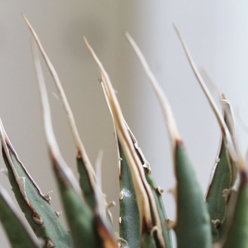 アガベ ユタエンシス カイバベンシス | hanayoshi-botanical