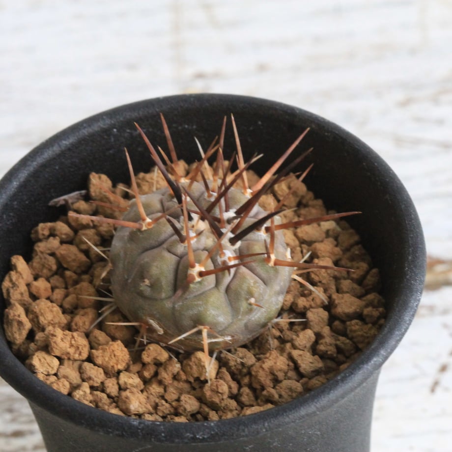 66f66297e37c5b0537fb4d46