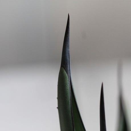 Agave シャークスキン