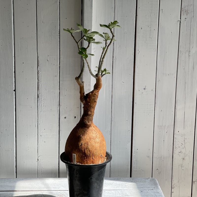 アデニウム‼️ アデニウム オベスム レッドスキン | hanayoshi-botanical