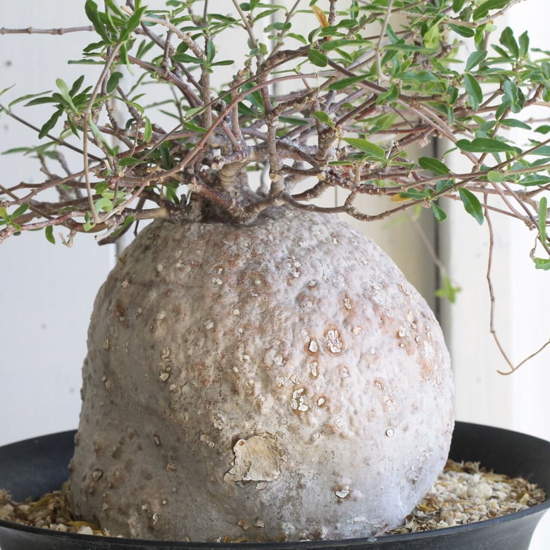 フォッケア エデュリス（火星人） | hanayoshi-botanical