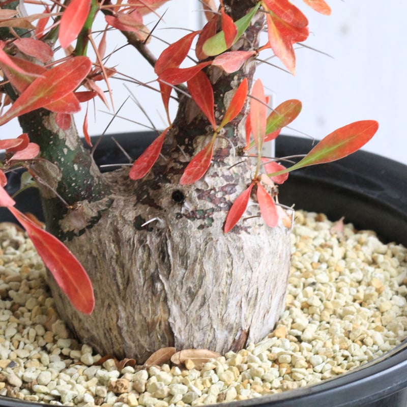 フォークイエリア ファシクラータ | hanayoshi-botanical