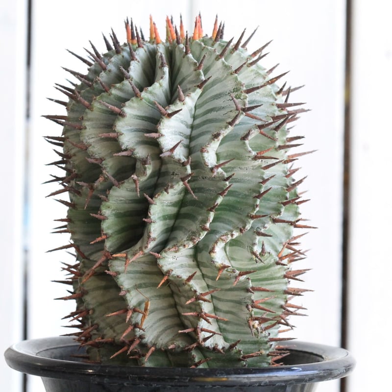 ユーフォルビアストリアータゼブラ