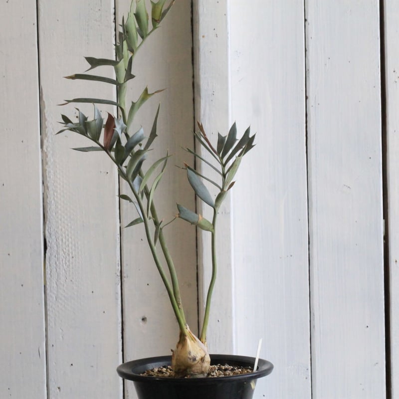 【発根済】エンセファラルトス ホリダス ドワーフ エンセファラルトス ホリダス ドワーフ | hanayoshi-botanical