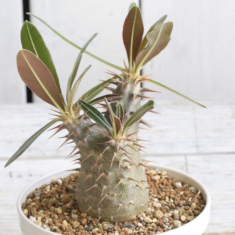 パキポディウム　カクチペス　赤肌 楽天市場】パキポディウム カクチペス 4号 プラ鉢 コーデックス