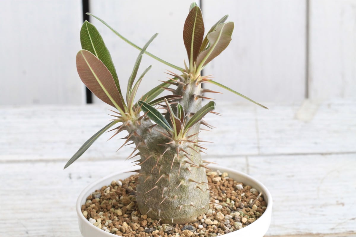 パキポディウム カクチペス 実生 ① | hanayoshi-botanical