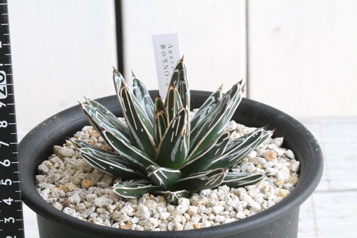 アガベ　笹の雪 アガベ 特選笹の雪 NO-1① | hanayoshi-botanical