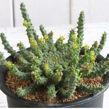 CATEGORY ユーフォルビア | hanayoshi-botanical CATEGORY ユーフォルビア | hanayoshi-botanical