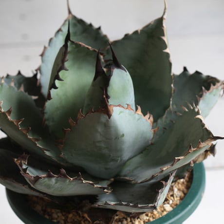 Agave titanota  ブラック＆ブルー