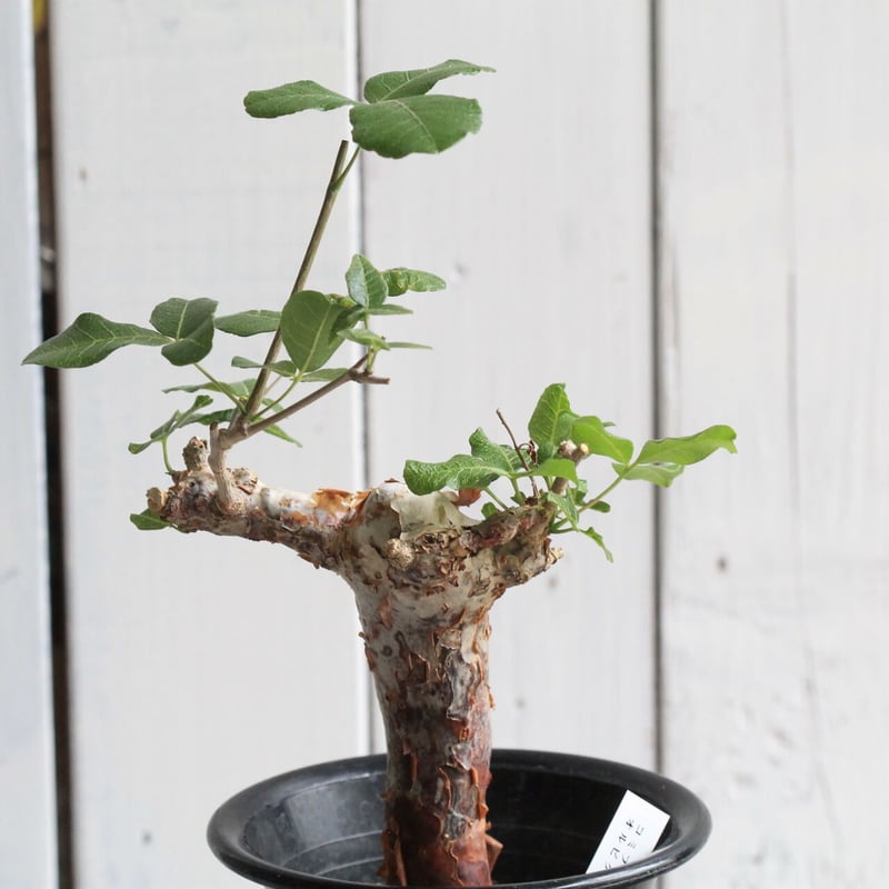 bon25コミフォラ　オルビクラリス　② bon25コミフォラ オルビクラリス ② コミフォラ オルビクラリス