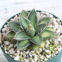 アガベ 特選笹の雪 NO-1① | hanayoshi-botanical