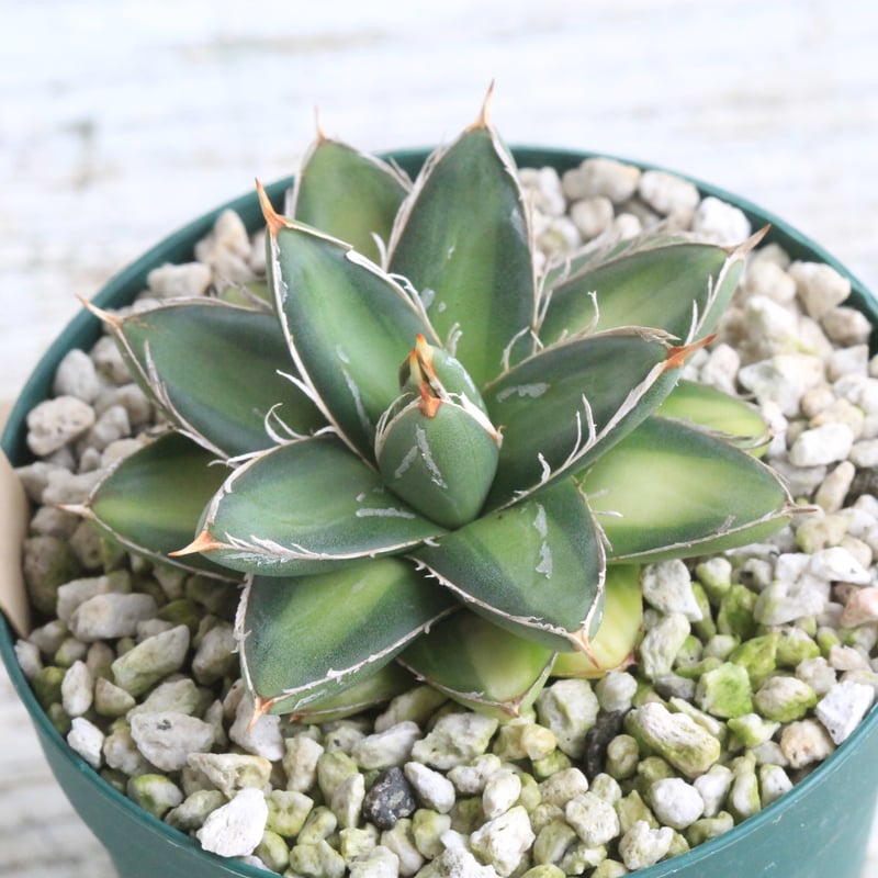 速達【鉢ごと発送】活着 特大 アガベ 王妃笹の雪 ピンキー 白覆輪 【TC