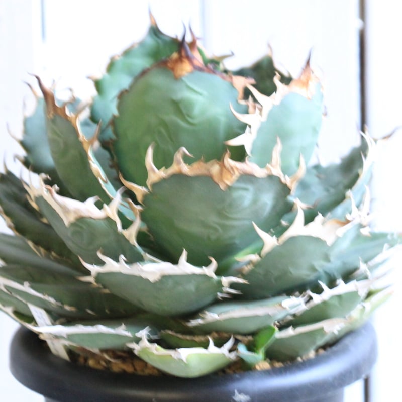 アガベ チタノタ NF | hanayoshi-botanical