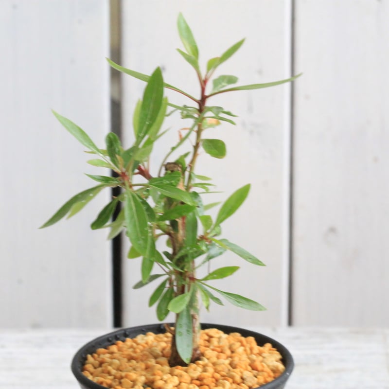 フォークイエリア ファシクラータ×プルプシー（あいのこ）挿し木