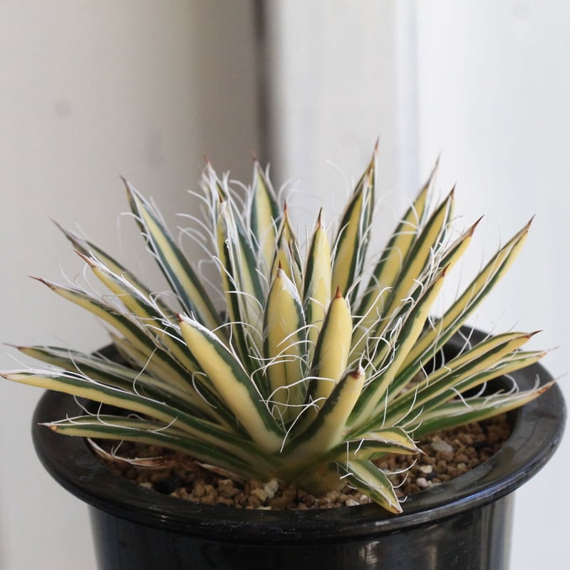 アガベ 姫乱雪黄中斑 | hanayoshi-botanical