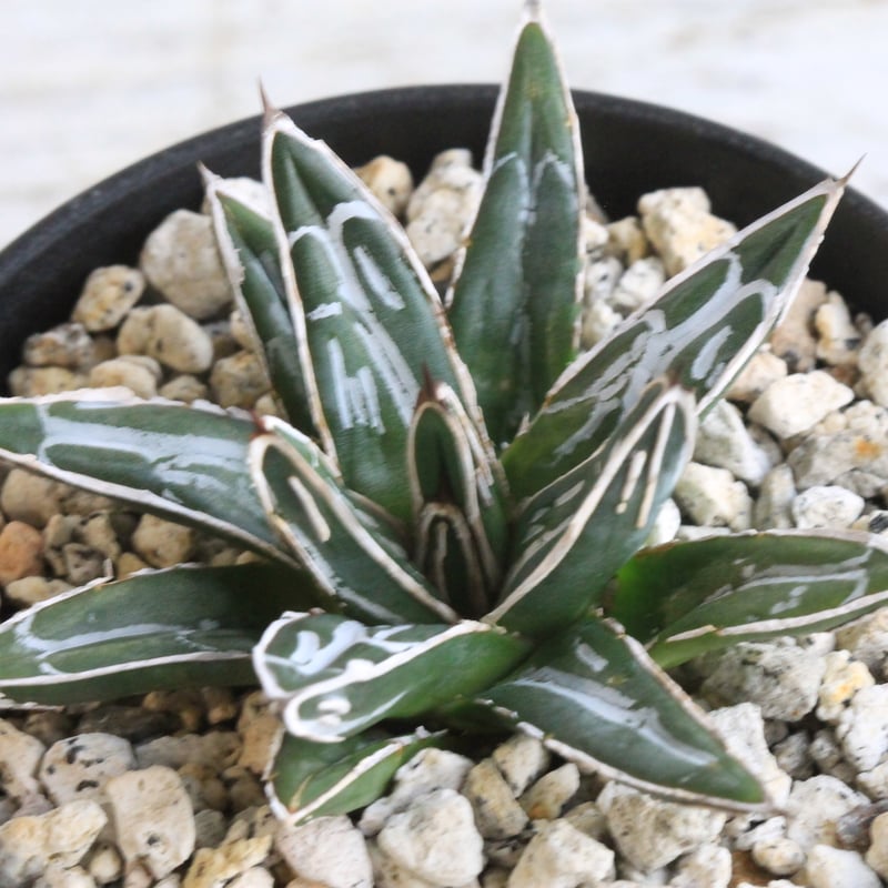 アガベ 特選笹の雪 NO-1 | hanayoshi-botanical