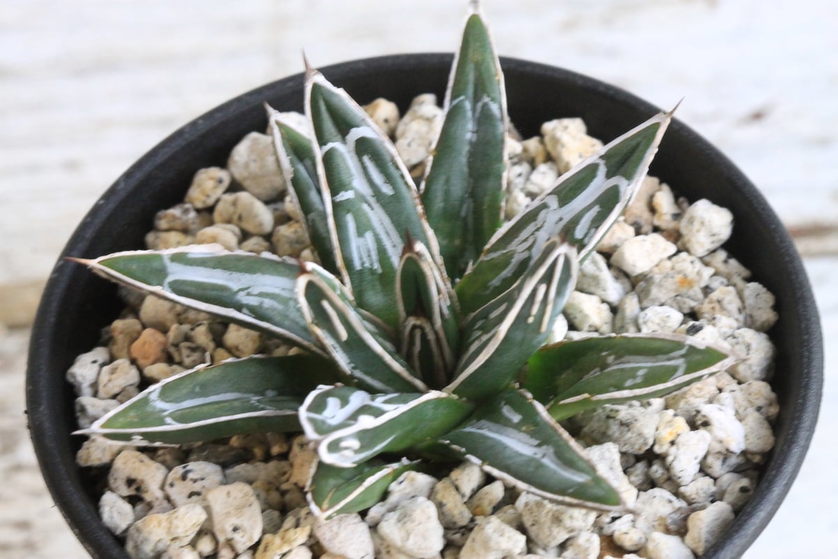 アガベ 特選笹の雪 NO-1 | hanayoshi-botanical