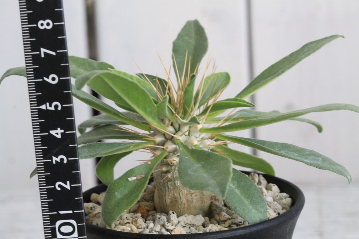 パキポディウム ナマクアナム 光堂（実生）① | hanayoshi-botanical