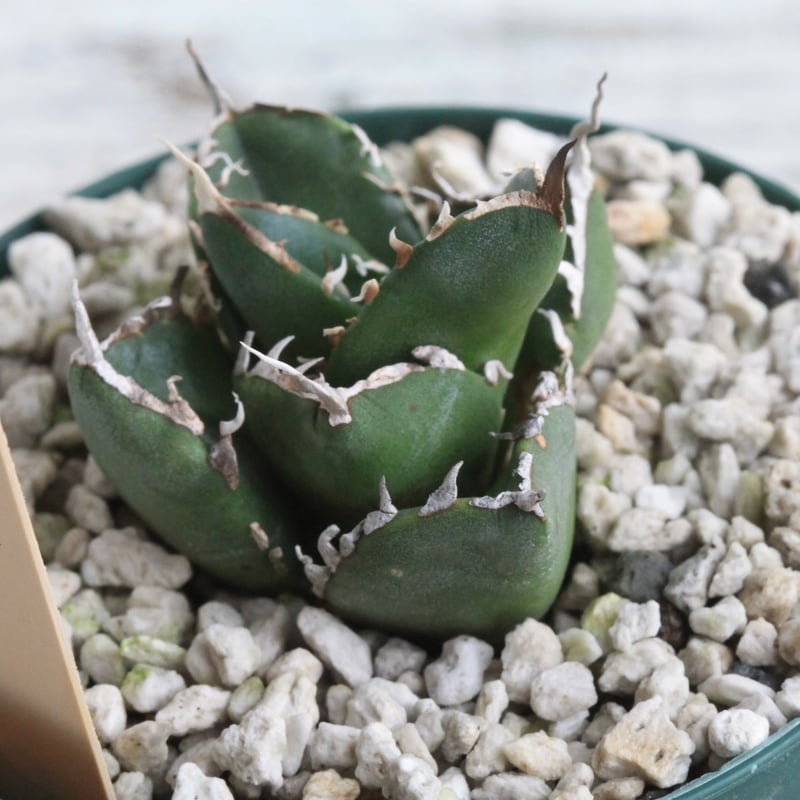 【鉢ごと】アガベ　チタノタ　SAD（たぶん） 鉢ごと】アガベ チタノタ SAD（たぶん） 鉢ごと】アガベ