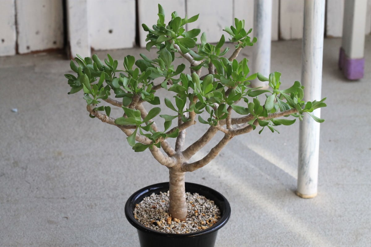 ノ*リ様 オトンナ　フルカタ ノ*リ様 オトンナフルカタ