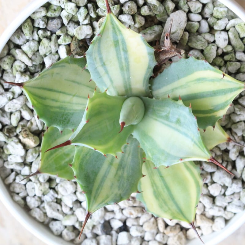 アガベ 楊貴妃 | hanayoshi-botanical