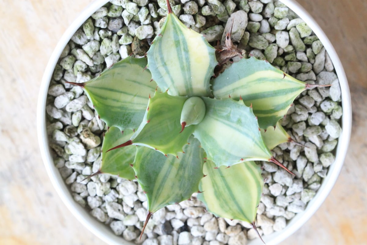Amazon｜多肉植物：アガベ 楊貴妃*幅10cm【現品をお届け】一品