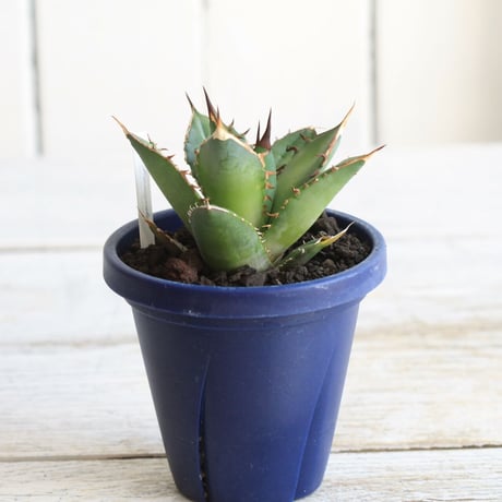 Agave シエラミクスティカ