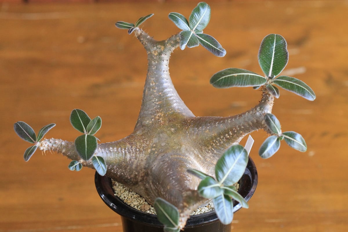 1624パキポディウム ロスラーツム Pachypodium cactipes 1624パキポディウム ロスラーツム Pachypodium cactipes - メルカリ