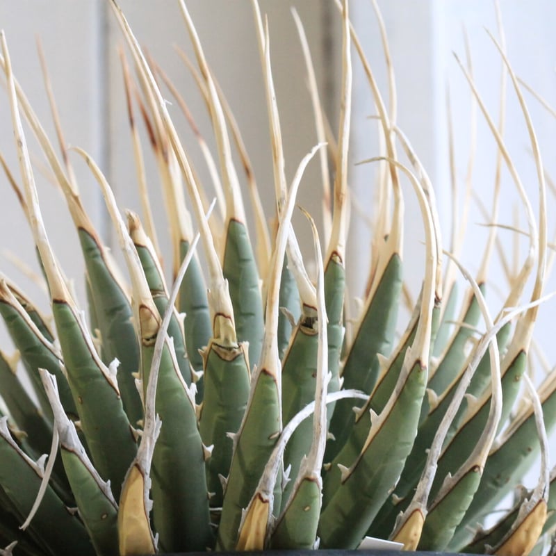 724 アガベ ユタエンシス エボリスピナ アガベ ユタエンシス エボリスピナ | hanayoshi-botanical