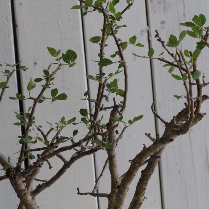 ブルセラ ファガロイデス | hanayoshi-botanical