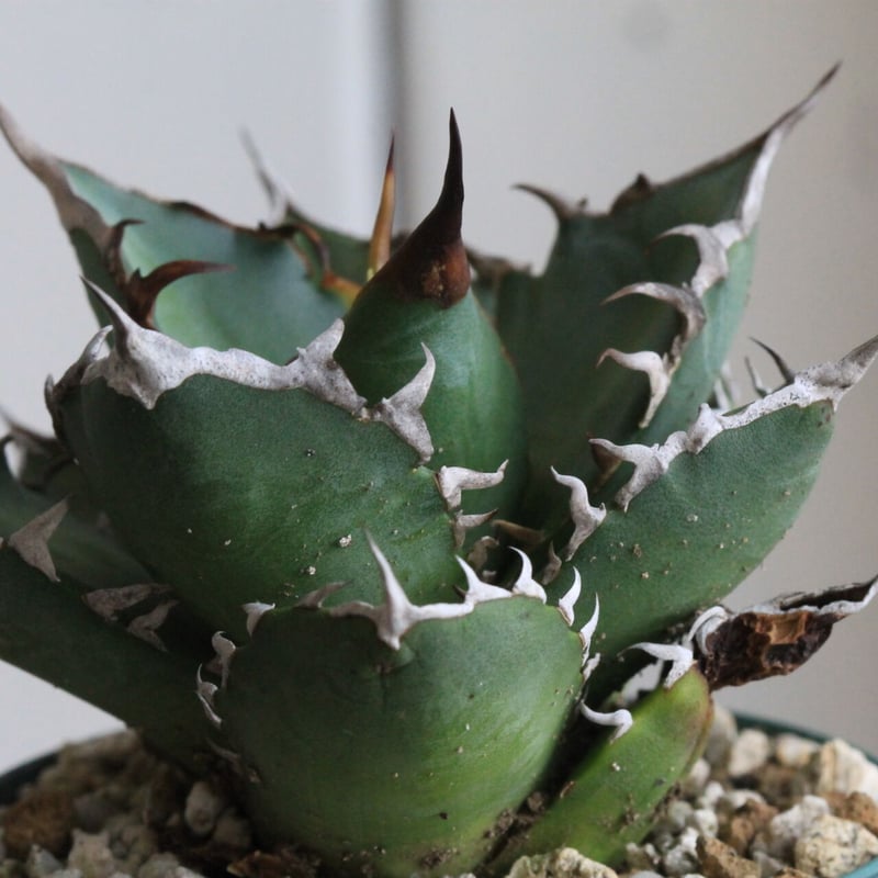 アガベ　チタノタ　暁？ アガベ チタノタ 暁？ 【公式通販】