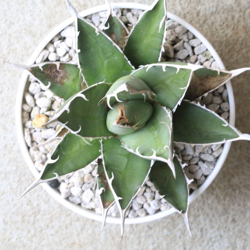 アガベ　帝釈天　覆輪　希少レア株 dffa5ac412ffbd440242b7bf2cccae