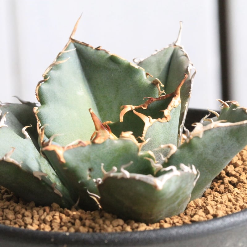 アガベ チタノタ スーパー白鯨 【公式通販】