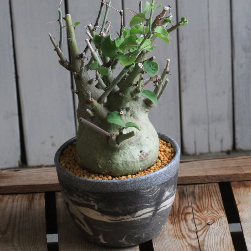 アデニア スピノーサ Hanayoshi-botanicalオリジナルポット | hanayo