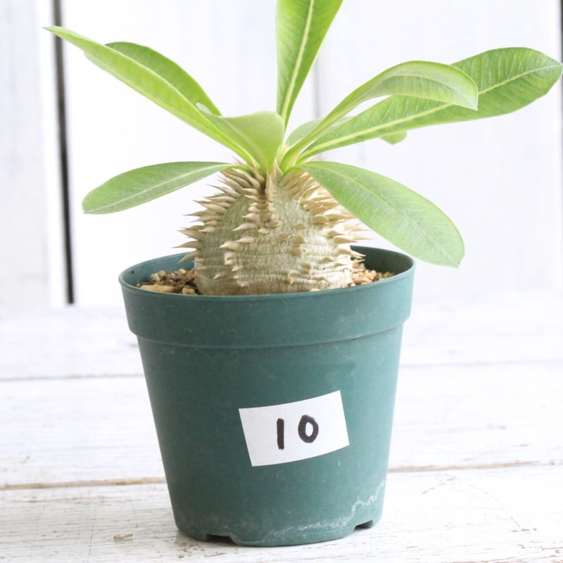 パキポディウム 恵比寿大黒 | hanayoshi-botanical