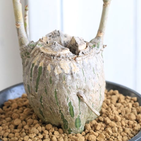 沖縄実生！超緑！最高！ボンバックス！ ボンバックスの現品商品 | 観葉植物通販AONOKI（あおのき）
