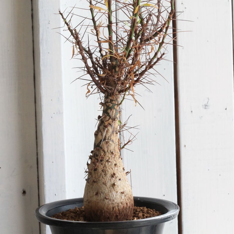 yukkeフォークイエリア　プルプシー 鉢込み フォークイエリアプルプシー実生鉢ごと