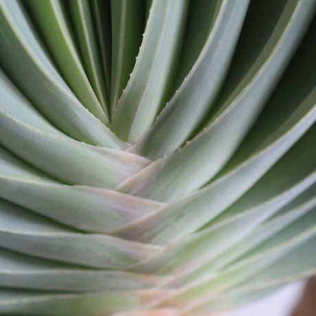 Aloe　プリカチリス