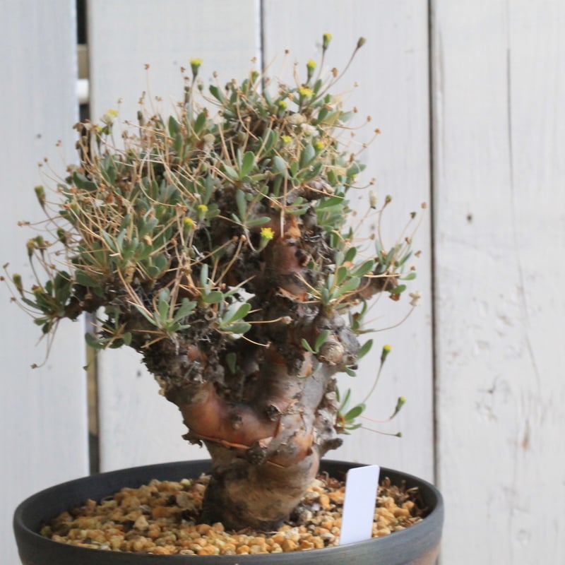 オトンナ ユーフォルビオイデス現地球 発根済 2年管理株 現品鉢ごと発送 オトンナ・ユーフォルビオイデス 2年半の成長記録 | すごいグリーン