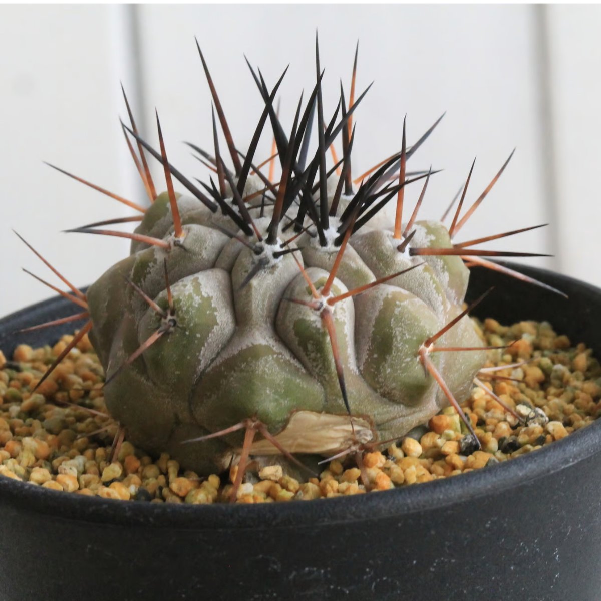 □【本日まで】Copiapoa cinerea コピアポア・シネレア 黒王丸
