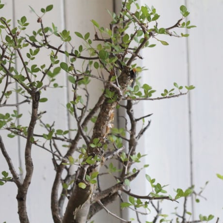 Bursera ファガロイデス