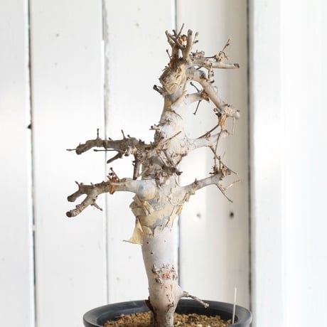Comiphora holtziana  ホルトジアナ