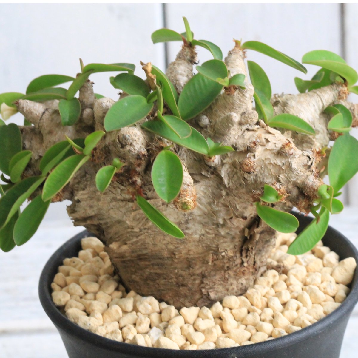 ユーフォルビア プリムリフォリア　発根済み fit=scale-down,w=1200