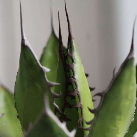 Agave ホリダメキシカルメトル