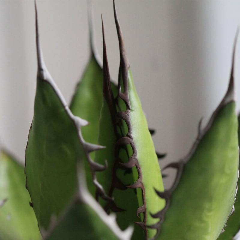 Agave ホリダメキシカルメトル | hanayoshi-botanical