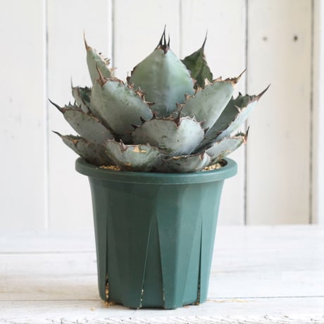 Agave titanota  ブラック＆ブルー