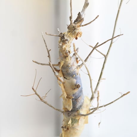 Commiphora holtziana　ホルトジアナ