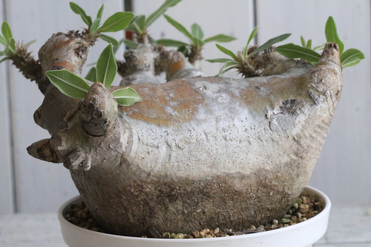 マカイエンセ パキポディウム 現地球 パキポディウム マカイエンセ 現地球〈魔界玉〉 | N collect plants