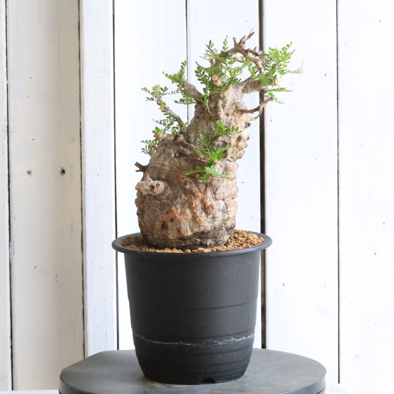 1オペルクリカリア パキプス | hanayoshi-botanical