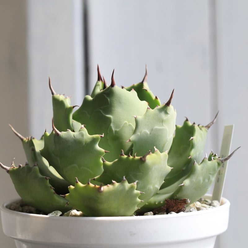 アガベ イシスメンシス 雷帝 コンパクト LED管理　ブルー 青葉 アガベ イシスメンシス 雷帝 コンパクト LED管理 ブルー 青葉 超レア